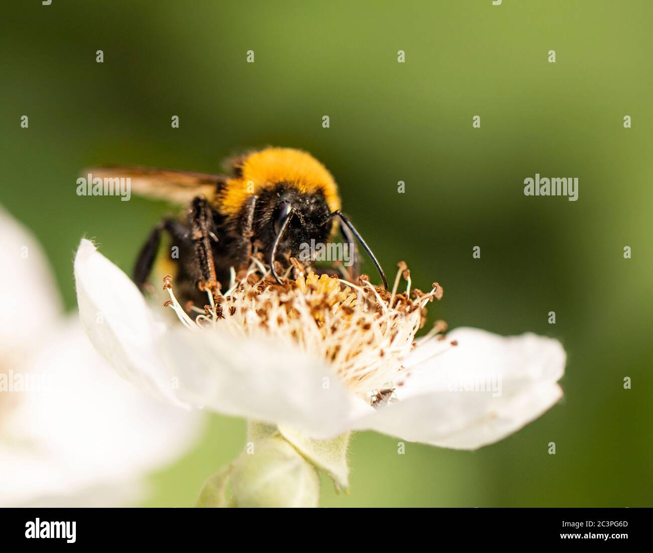 Bumblebee, abeja, encaramado, alimentando una flor blanca, verano Bedfordshire, Reino Unido Foto de stock