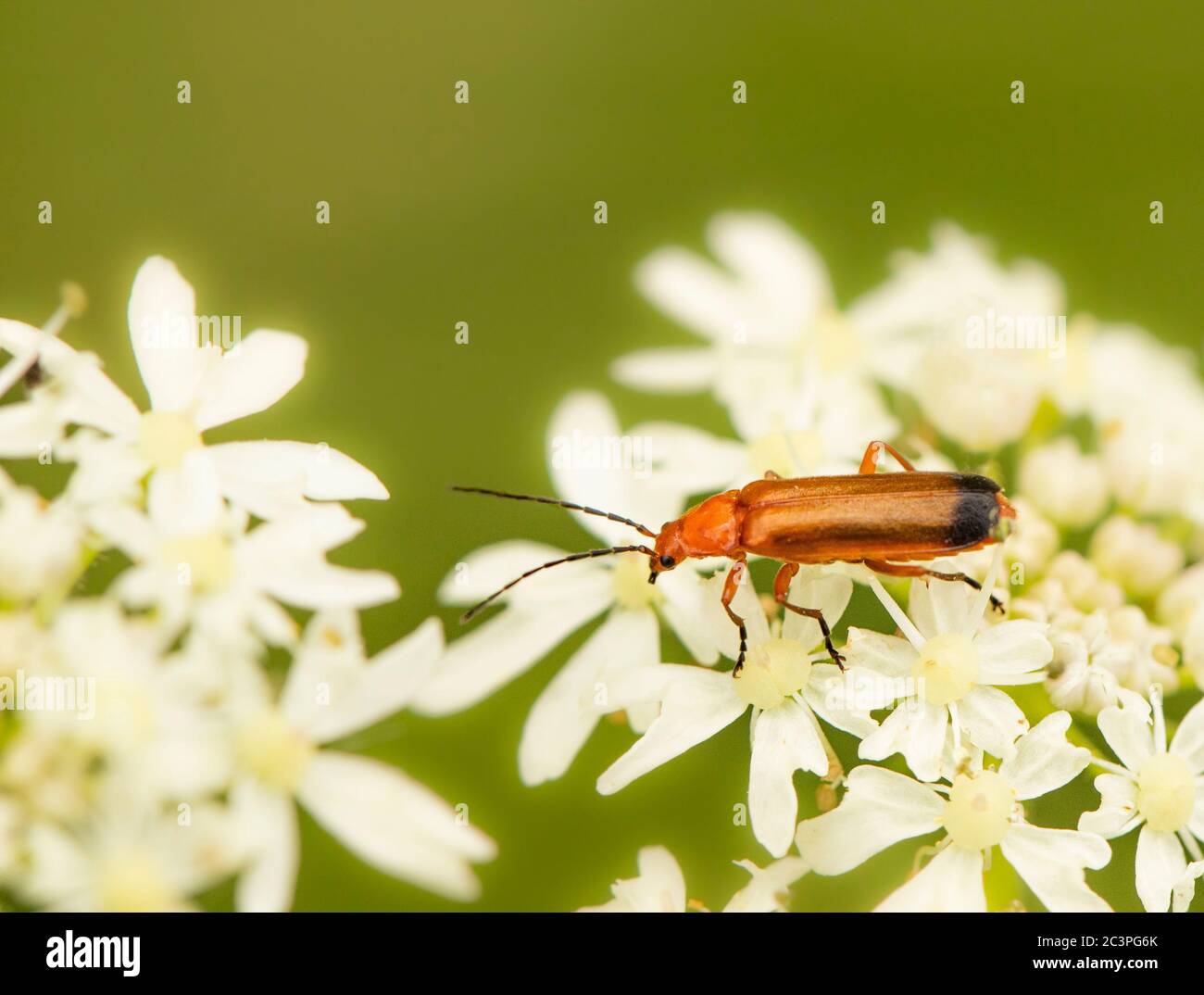 Escarabajo soldado rojo común, Rhagonycha fula, rhagonycha, sentado en una flor en el campo británico, julio de 2020 Foto de stock