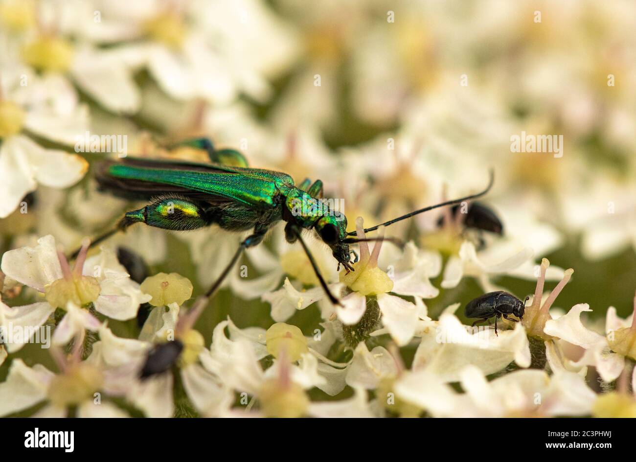 Familia Oedemeridae, escarabajo de patas gruesas, verde, metálico, encaramado en una flor Foto de stock