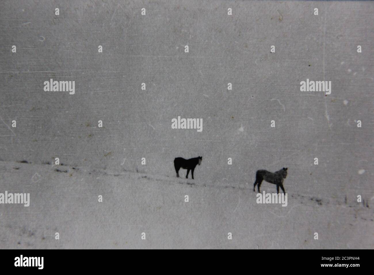 Fotografía en blanco y negro de la cosecha de los años 70 de caballos caminando por su campo de pastoreo. Foto de stock