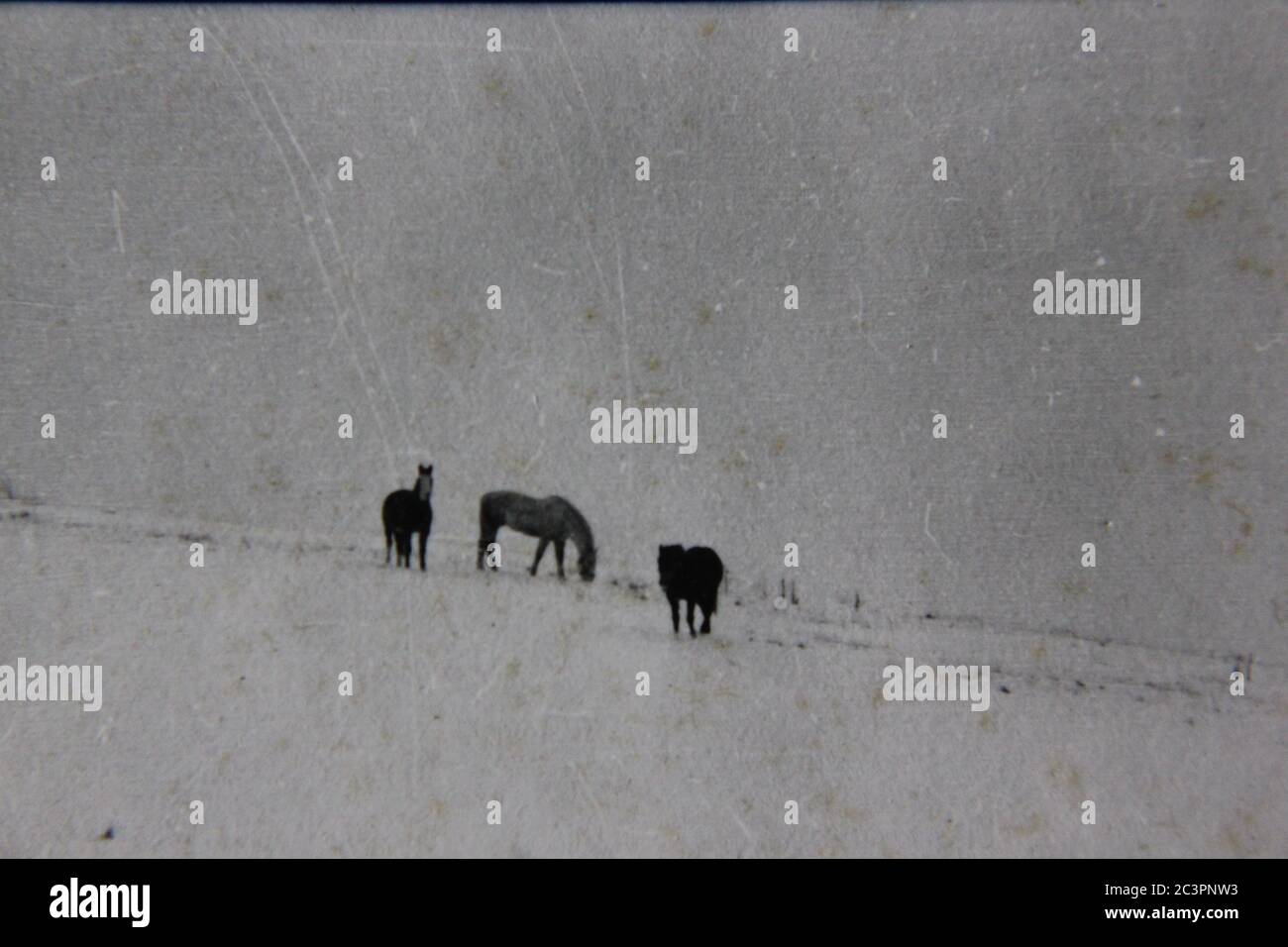 Fotografía en blanco y negro de la cosecha de los años 70 de caballos caminando por su campo de pastoreo. Foto de stock