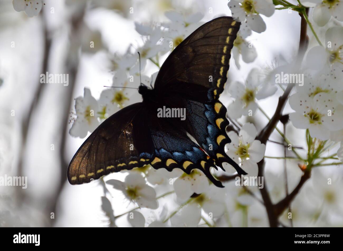 mariposa femenina de cola de cisne negra en flores blancas de árboles de pera bradford Foto de stock