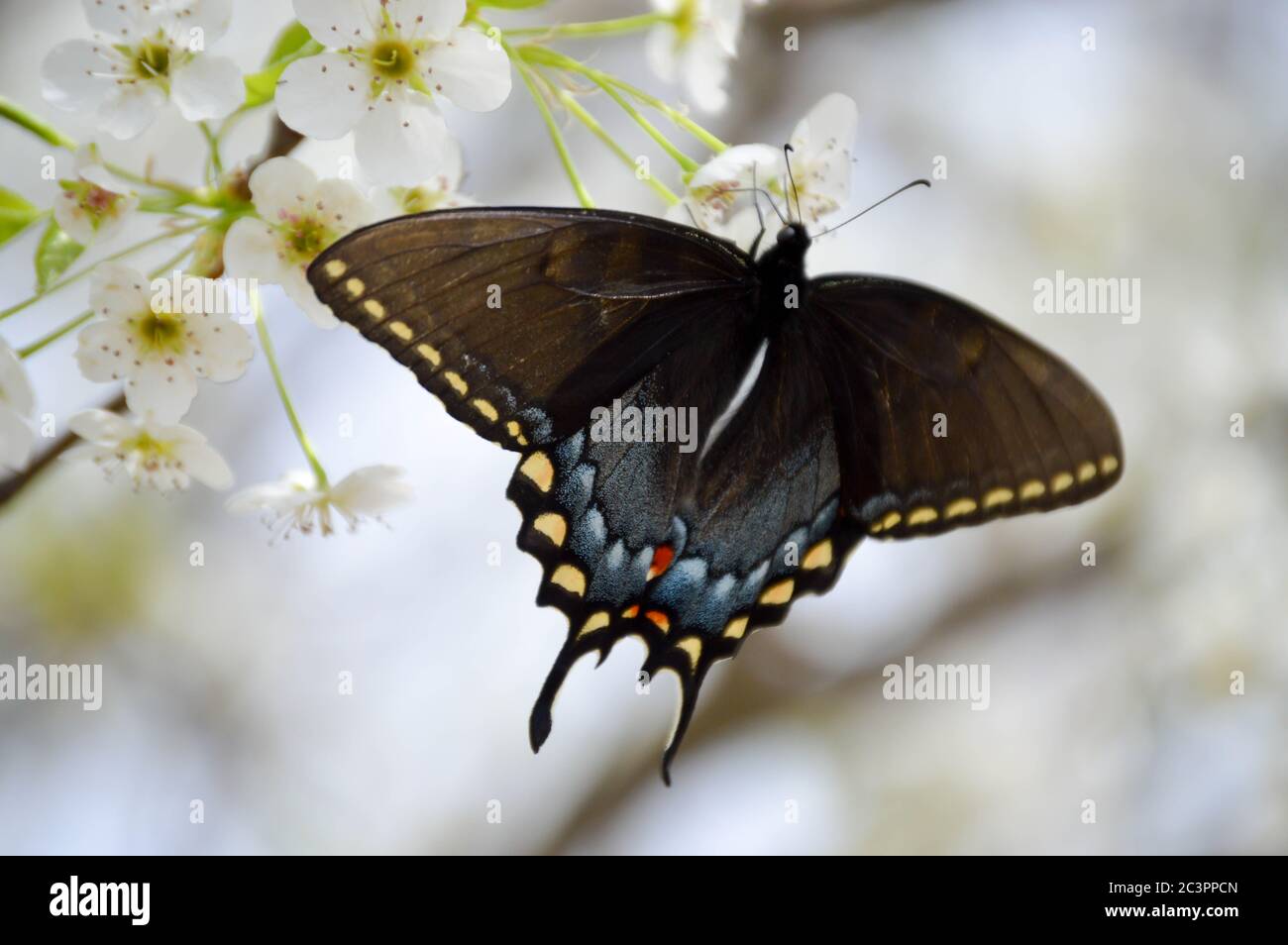 mariposa femenina de cola de cisne negra en flores blancas de árboles de pera bradford Foto de stock