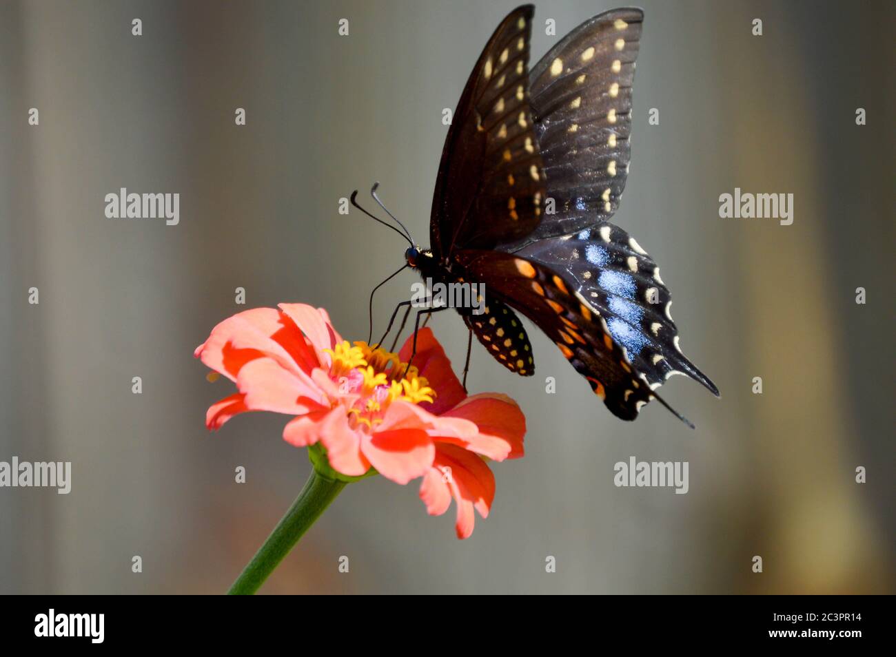 mariposa de cola de cisne negro oriental en una zinnia Foto de stock