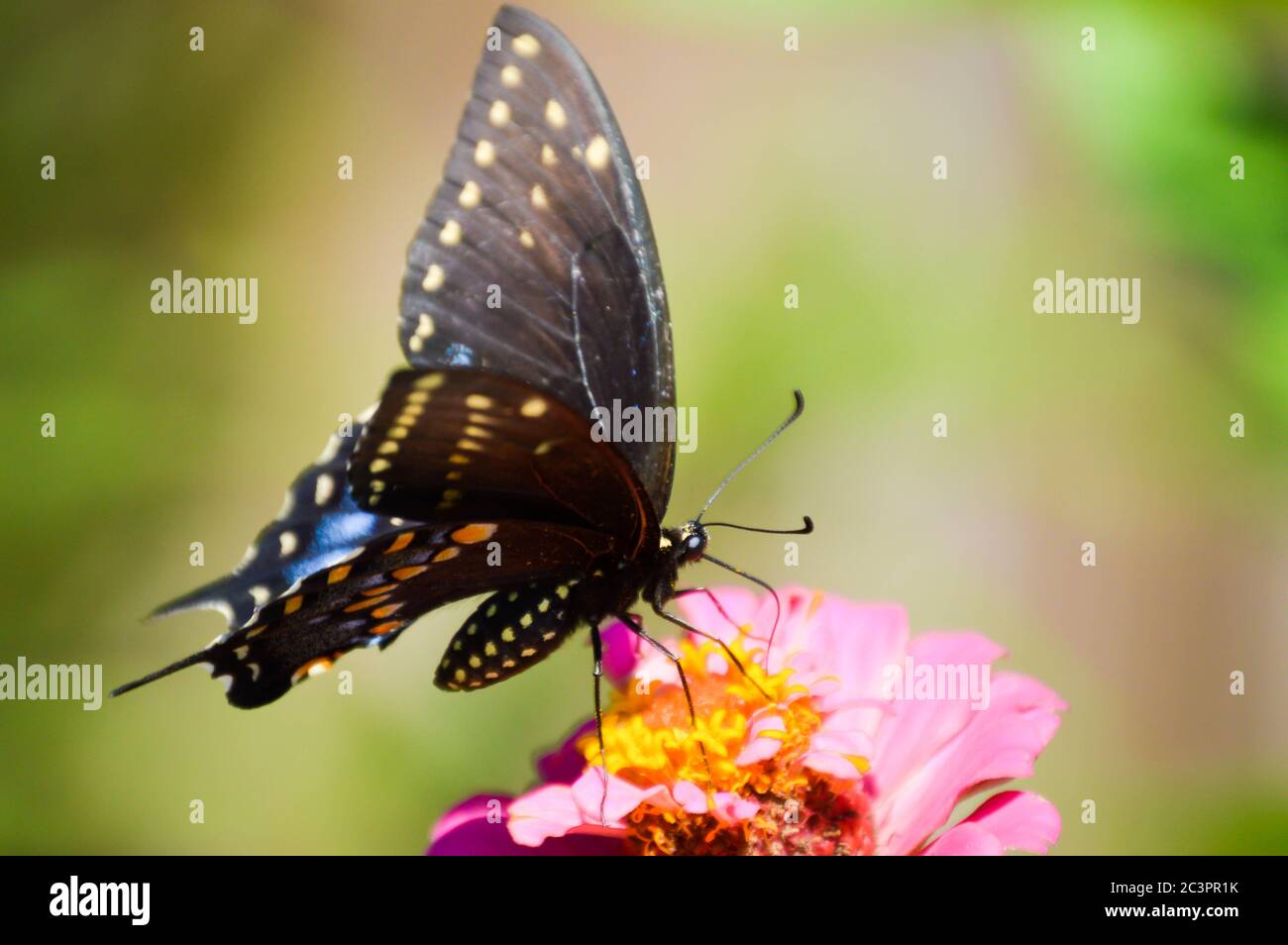 mariposa de cola de cisne negro oriental en una zinnia Foto de stock