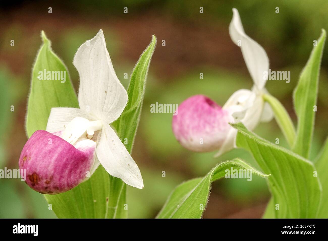 Jardín de sombra planta de orquídeas fotografías e imágenes de alta  resolución - Alamy