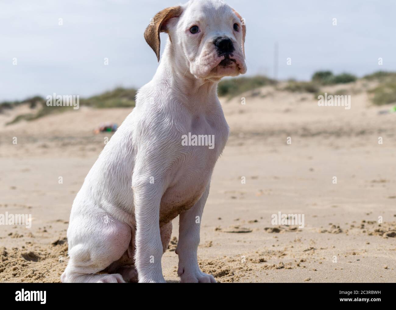 Lindo Bebe Blanco Toro Guatemalteco Terrier Fotografia De Stock Alamy