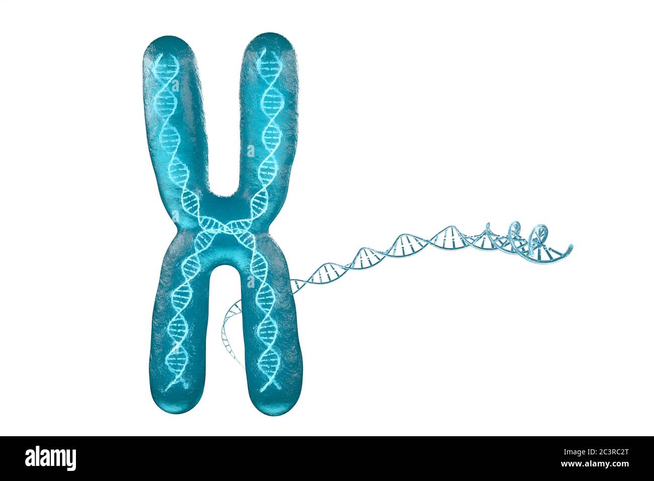 Cromosoma con fondo blanco, representación 3d. Dibujo digital por ordenador  Fotografía de stock - Alamy