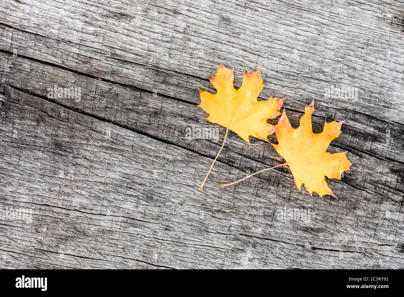 Banner, página web o plantilla de portada de fondo de otoño con hojas de  color amarillo en el espacio de copia de madera de tablero Fotografía de  stock - Alamy