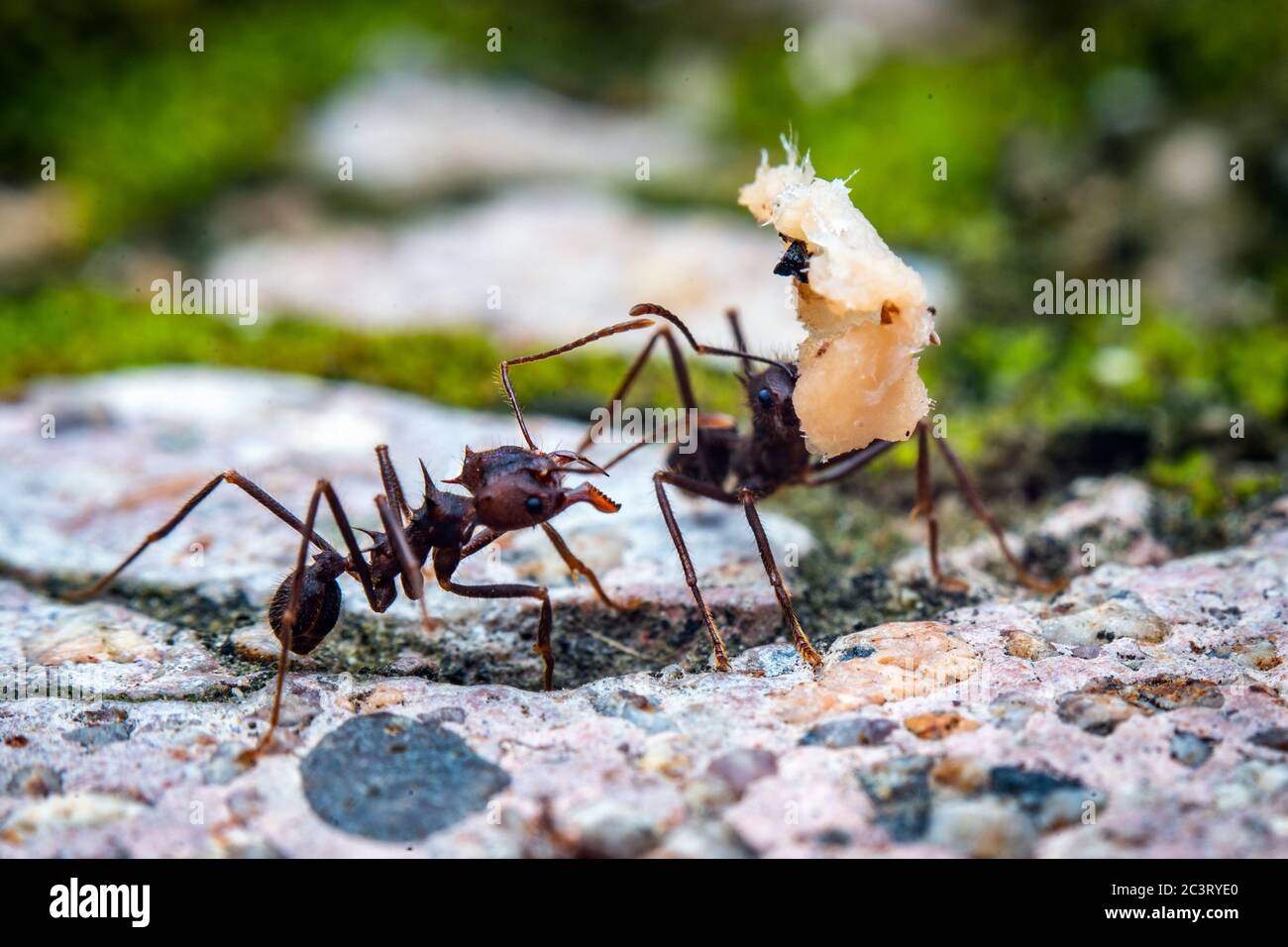 Fotografía macro de la hormiga cortadora de hojas que lleva una carga Foto de stock