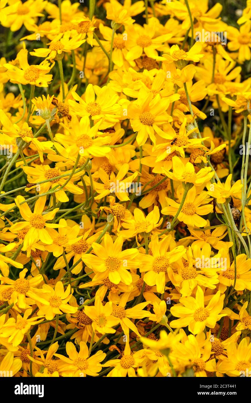 Flor de sol de lana Eriophyllum lanatum Oregon Sunshine Foto de stock