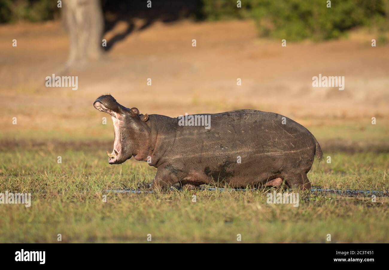 Vista lateral horizontal de un hipopótamo juvenil que muestra comportamiento agresivo con la boca abierta caminando en Chobe Botswana Foto de stock