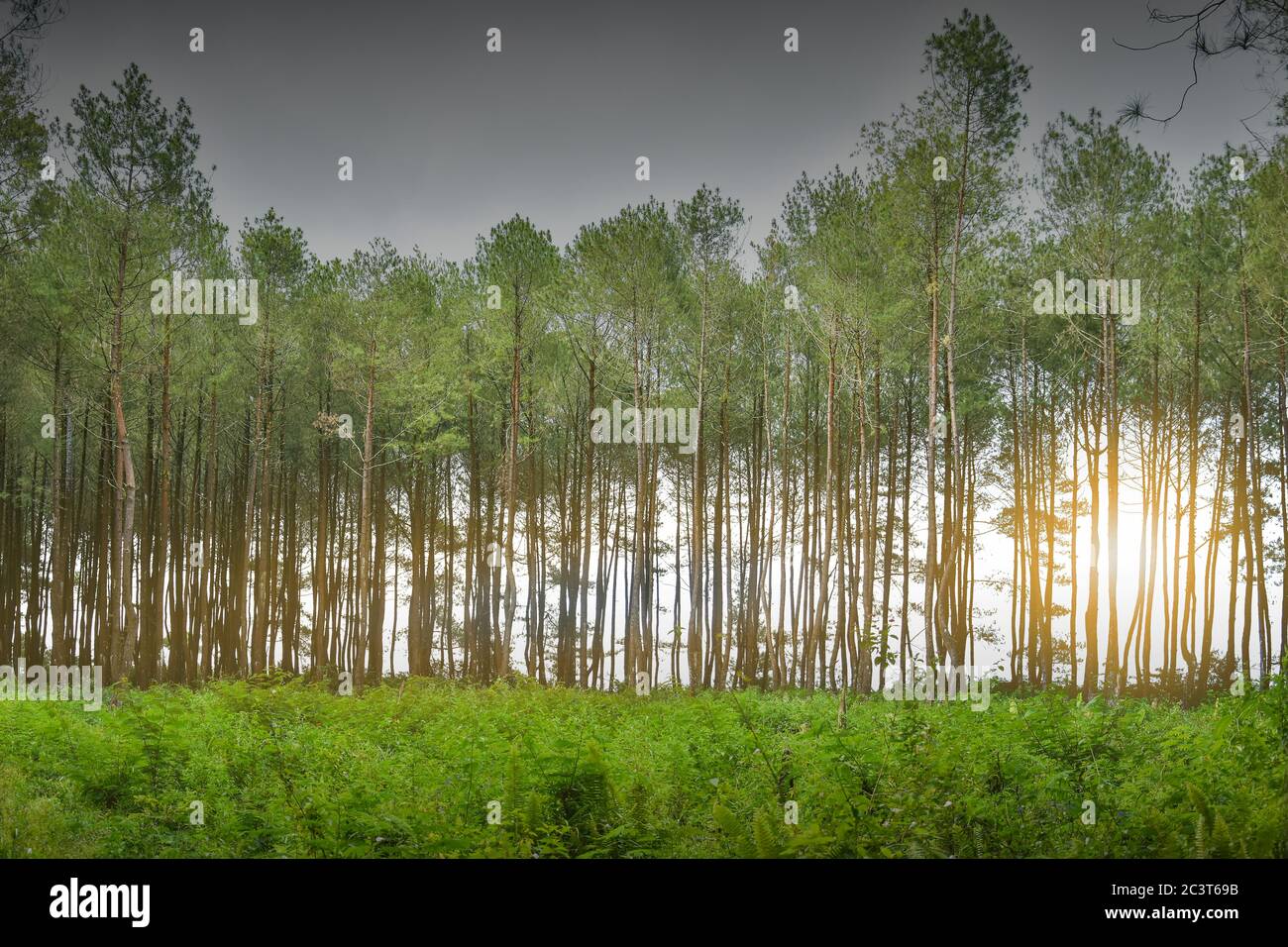 Gran árbol de helecho fotografías e imágenes de alta resolución - Página 9  - Alamy