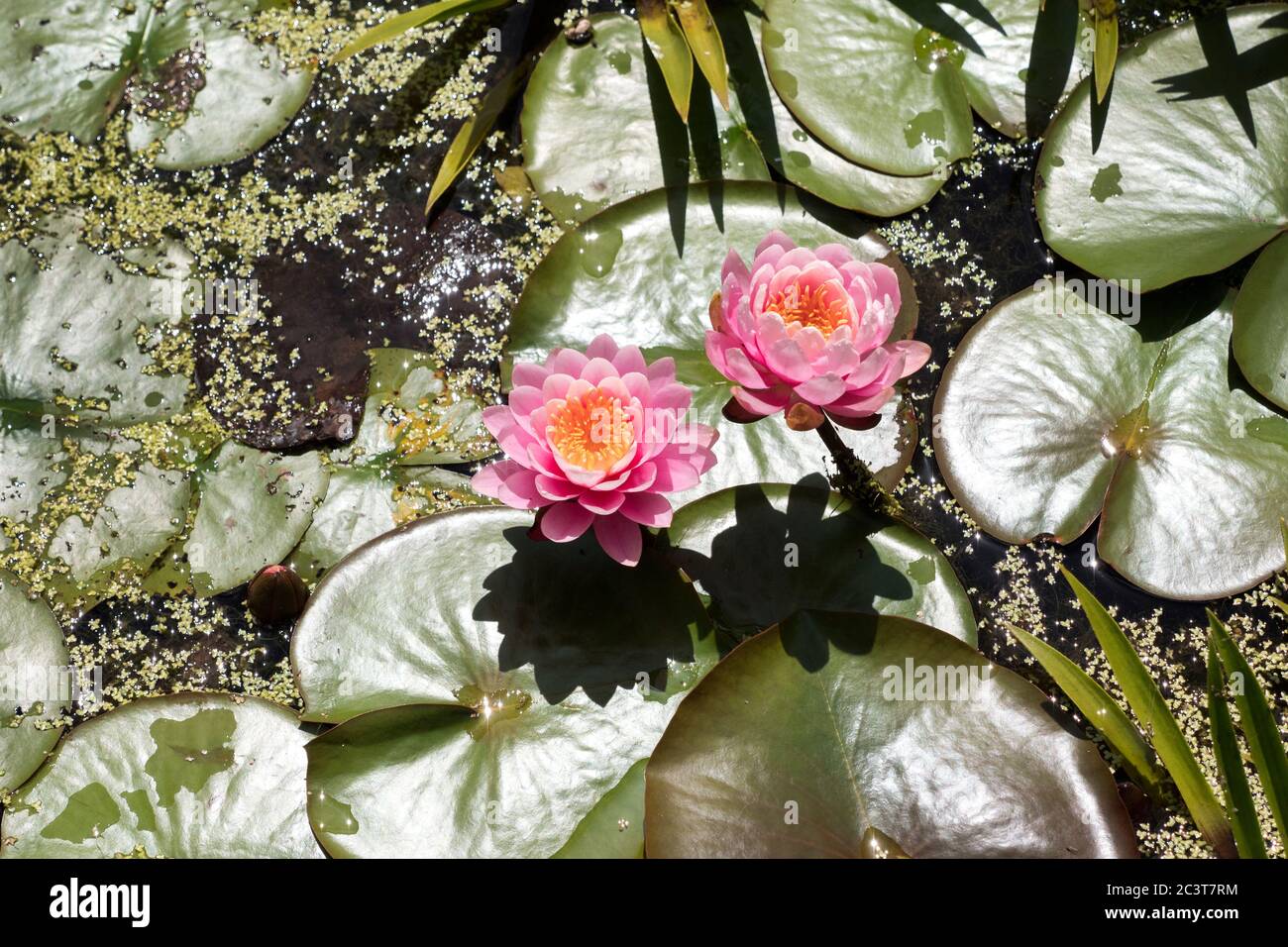 Water Lilly en flor en el estanque del jardín en el este de Sussex Reino Unido Foto de stock