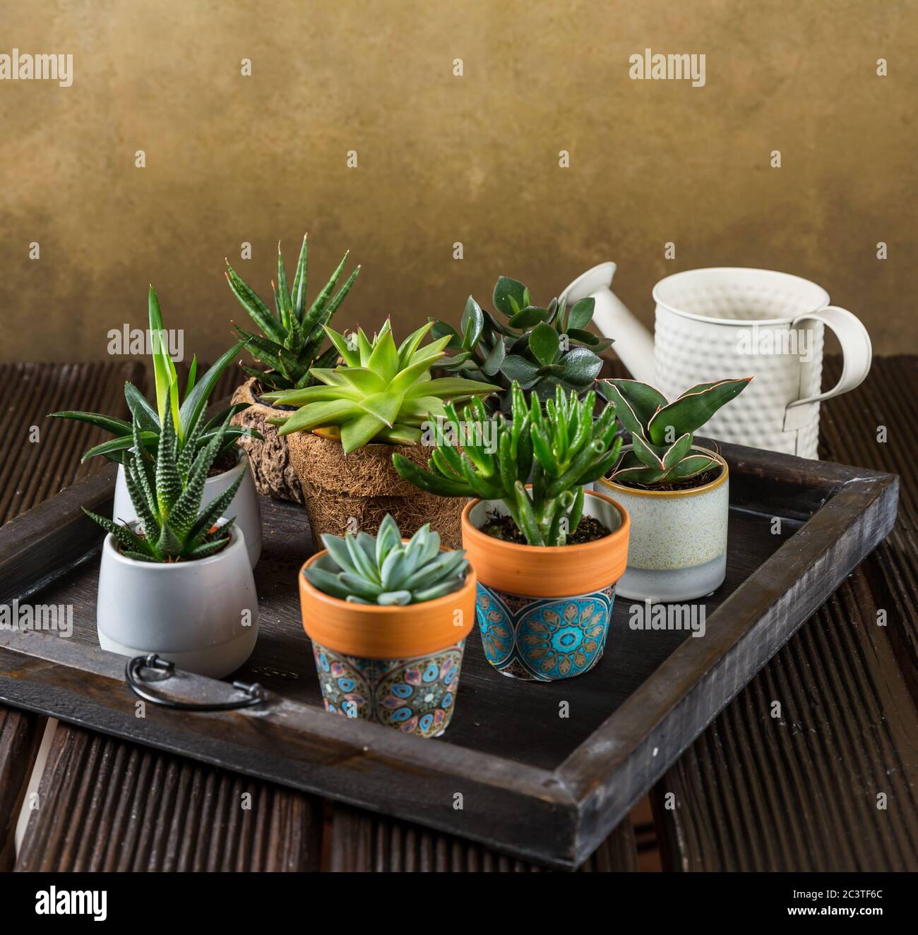 Plantas de la casa verde en maceta sobre la mesa de madera. Succulents interior. Concepto de jardín de casa. Foto de stock