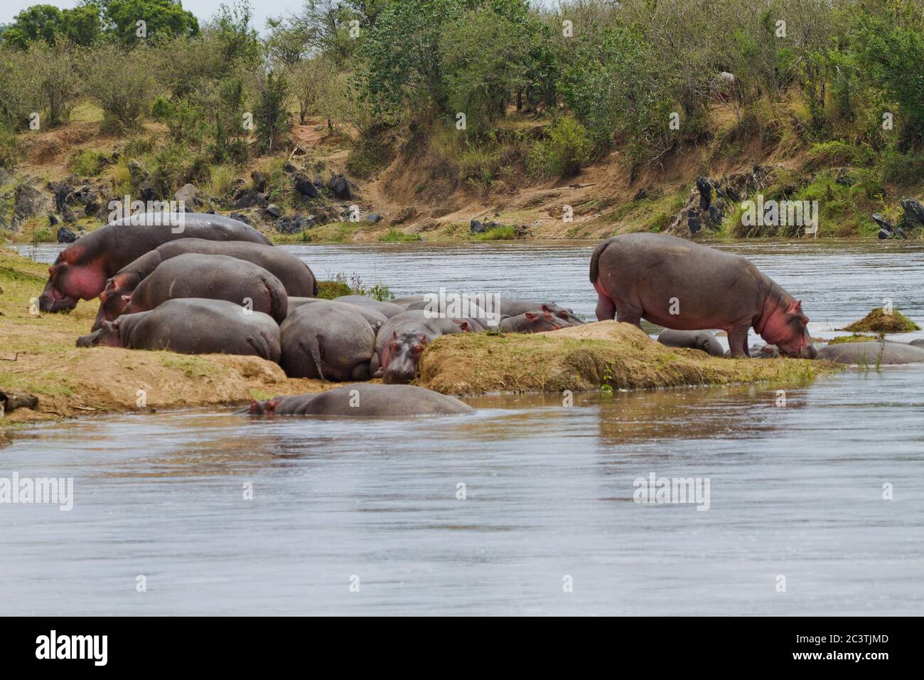Hipopótamo en el río Mara Maasai Mara Kenia Foto de stock