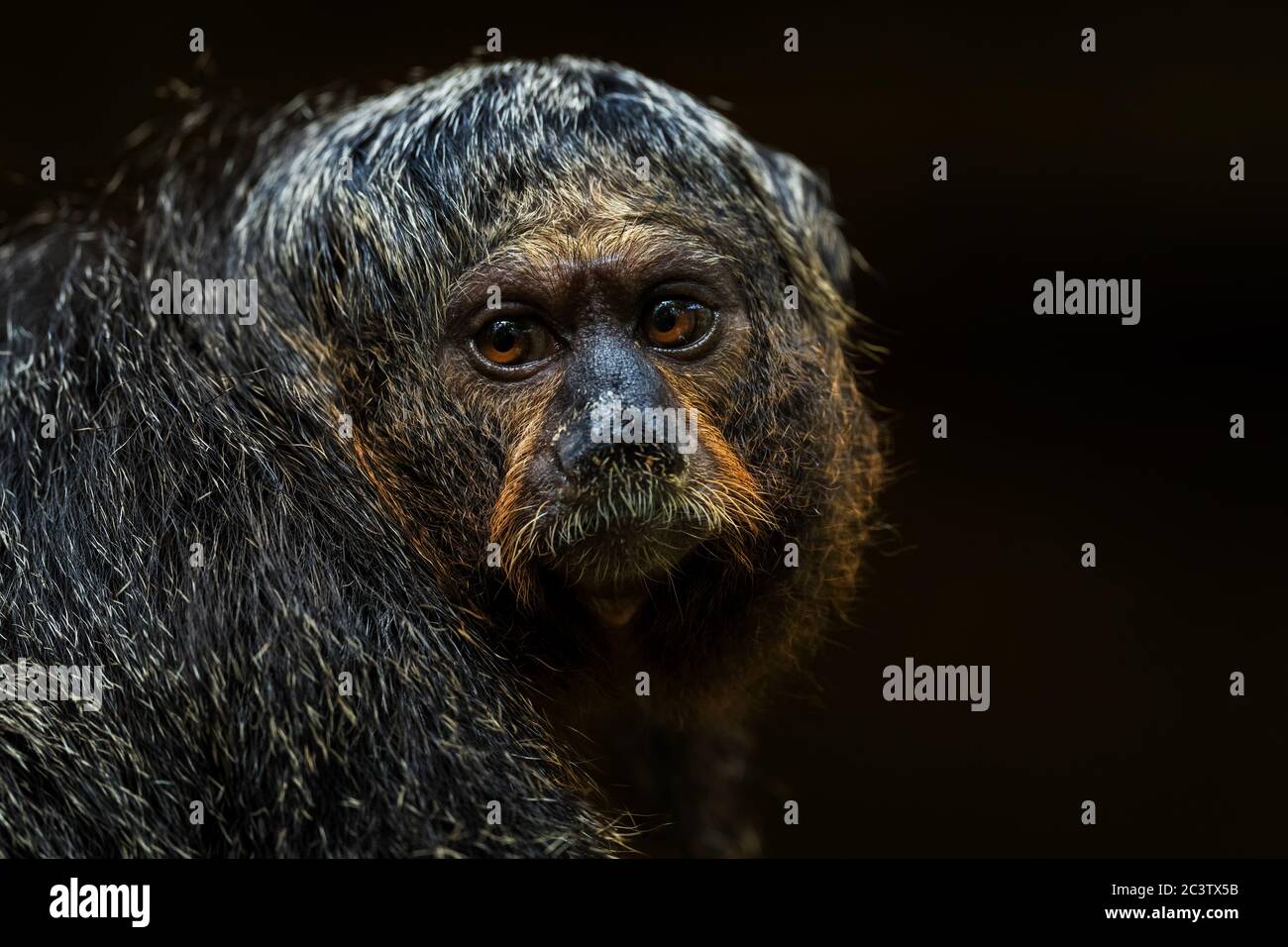 Guianan Saki - Pithecia pithecia, hermoso y raro primate tímido de los bosques tropicales de América del Sur, Brasil. Foto de stock