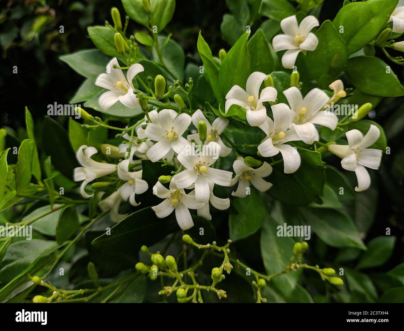 Flores blancas desconocidas con pistilo amarillo en el jardín Foto de stock
