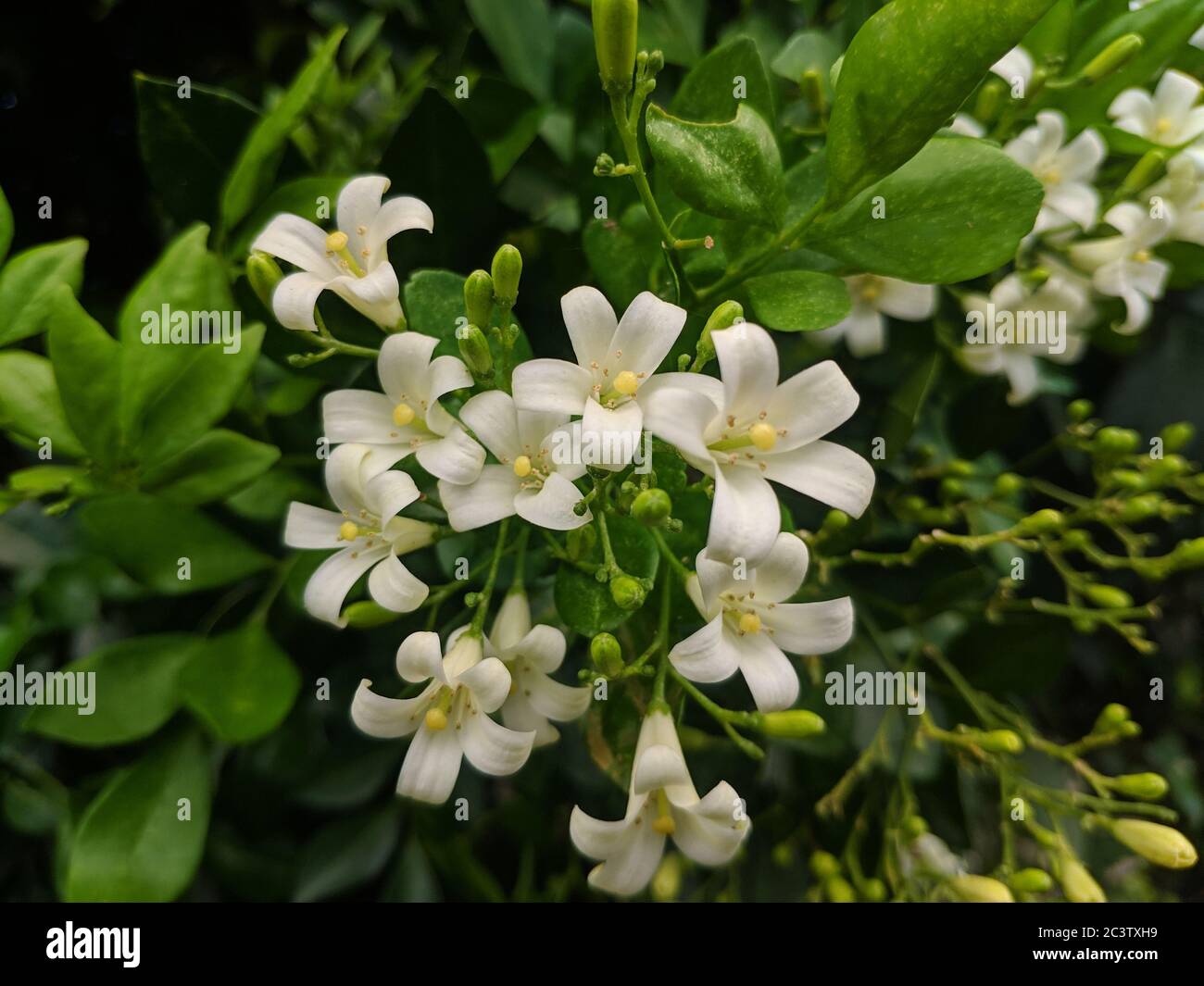 grupos de flores blancas en el jardín Foto de stock