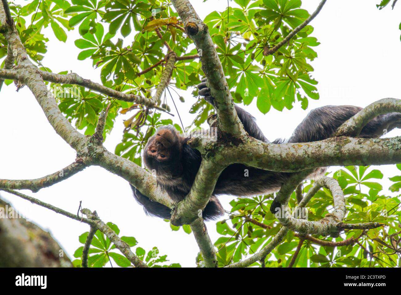 El chimpancé común (Pan troglodytes) Foto de stock