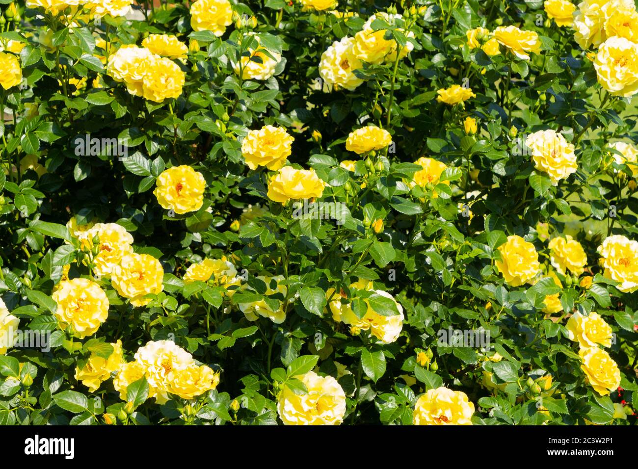 Hermoso arbusto de rosas amarillas en el jardín. Fondo de rosas florales  naturales para usted diseño Fotografía de stock - Alamy