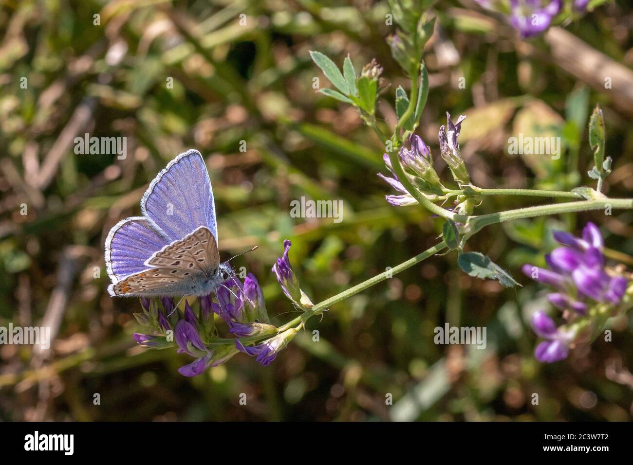 Polyommatus celina, Mariposa Azul del Sur Foto de stock