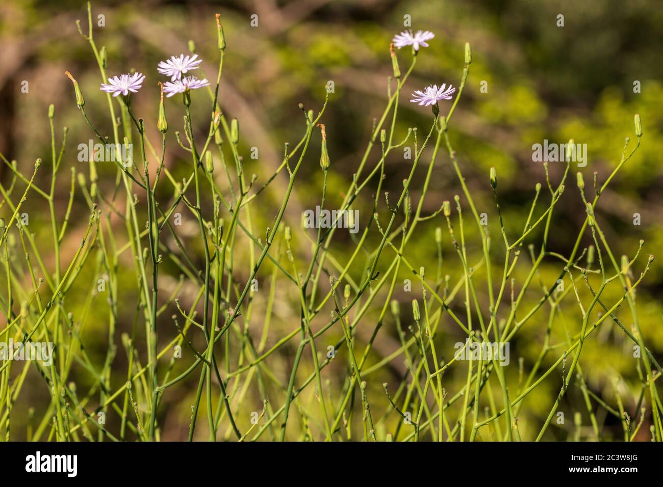 Lactuca tenerrima, Lechuga en flor Foto de stock