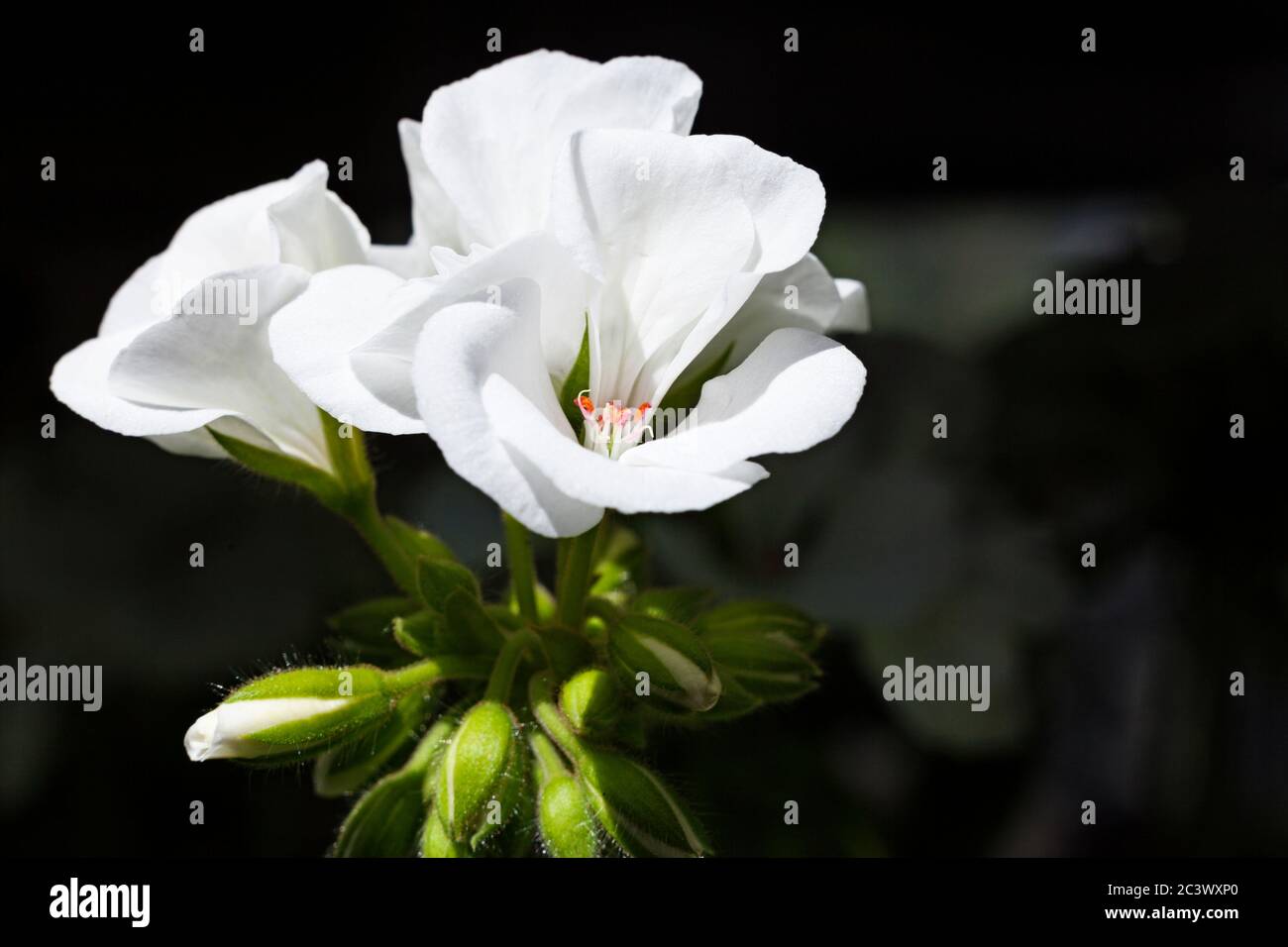 varias flores blancas hermosas en un montón Fotografía de stock - Alamy