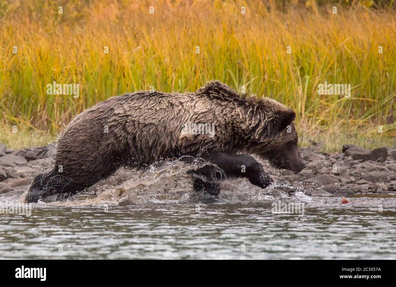 Oso Grizzly persiguiendo un salmón a lo largo de las orillas del Lago Chilco, BC, Canadá Foto de stock