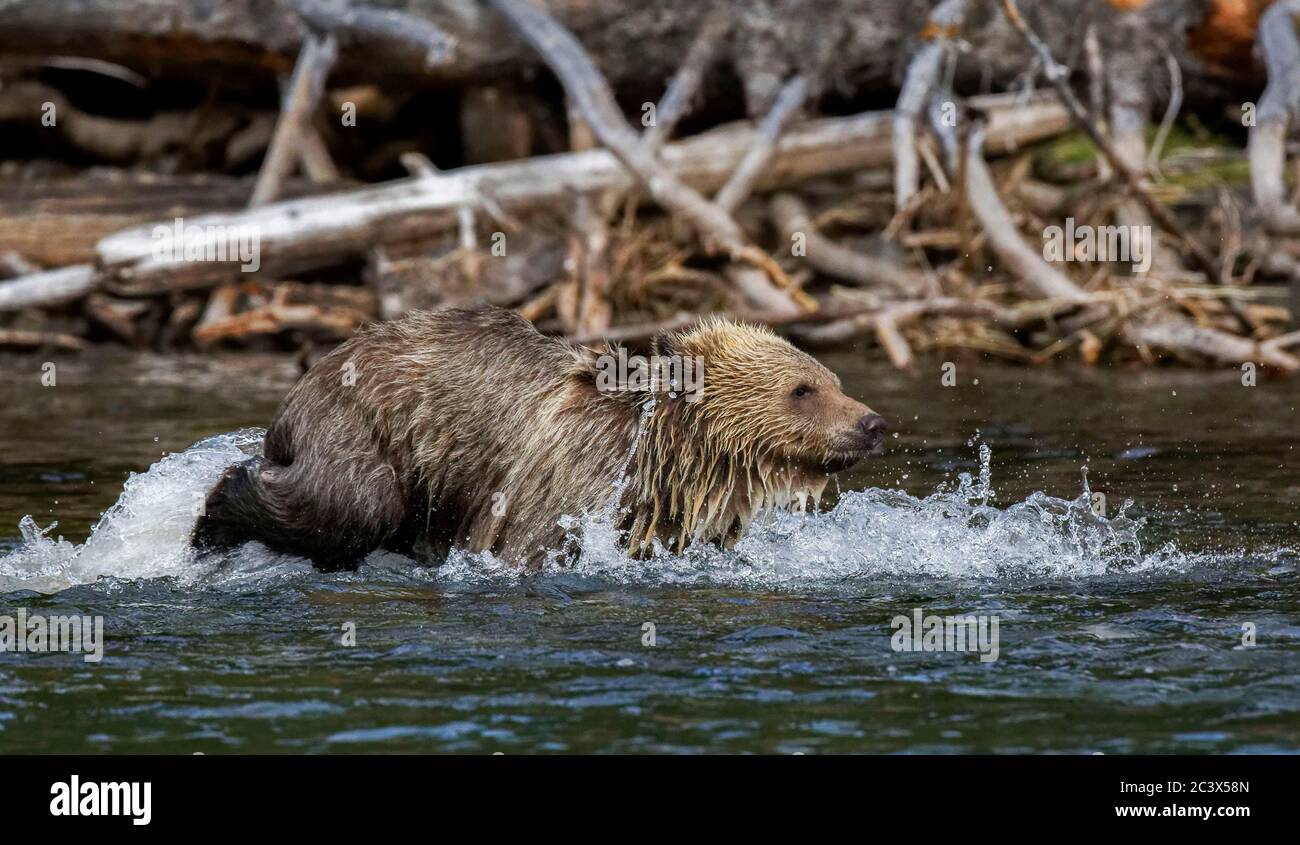 Grizzly oso cachorro corriendo a través del agua después de la madre Foto de stock