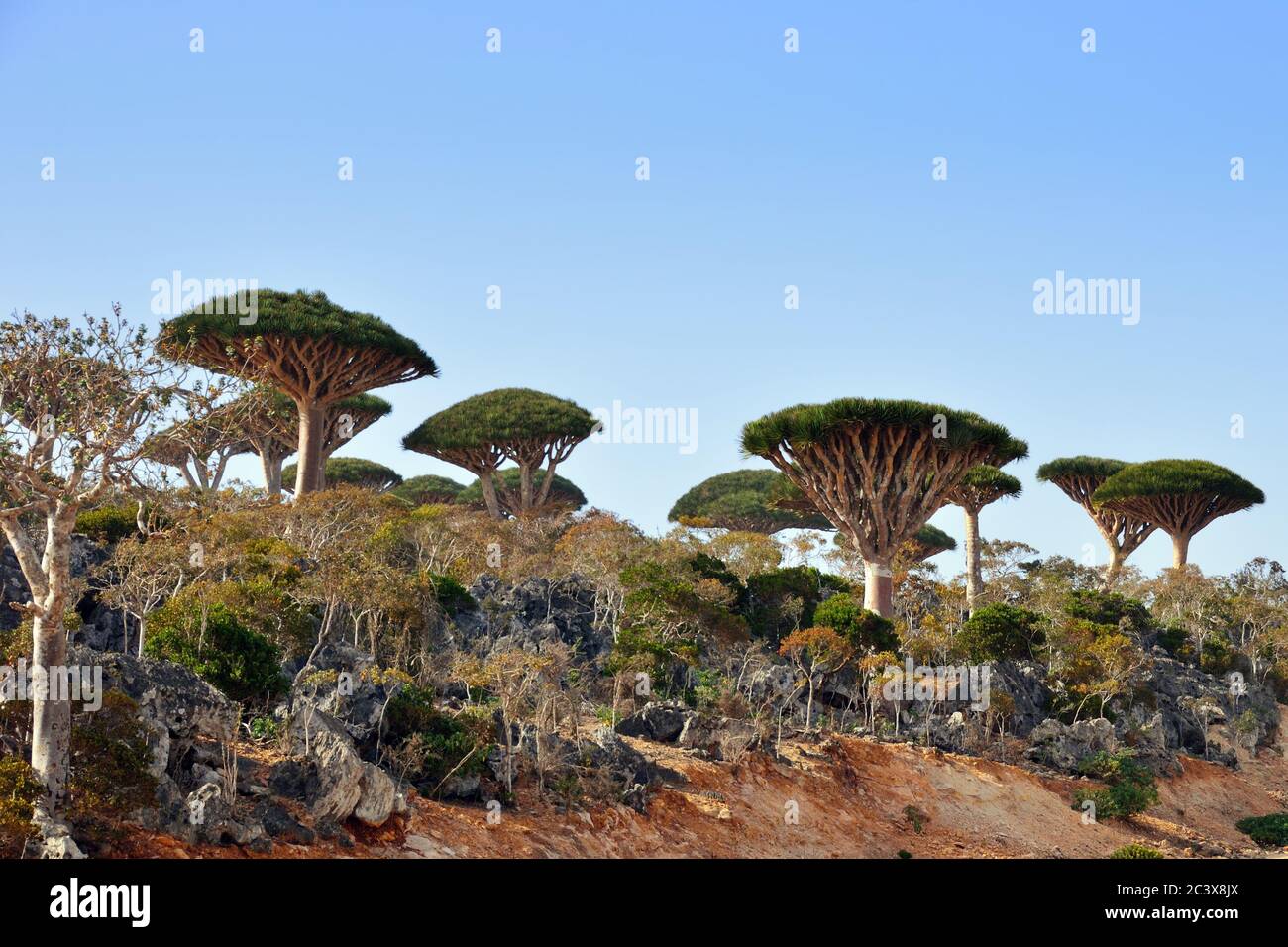 Planta endémica árbol de sangre de dragón en la isla Socotra, Yemen  Fotografía de stock - Alamy