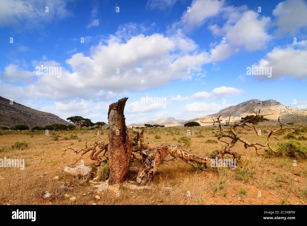 Paisaje con árbol muerto de la isla Socotra, Yemen Fotografía de stock - Alamy Paisaje con árbol muerto de la isla Socotra, Yemen Fotografía de stock - Alamy