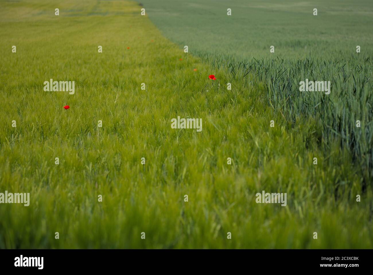 zwei Getreidefelder mit Mohnblumen Foto de stock