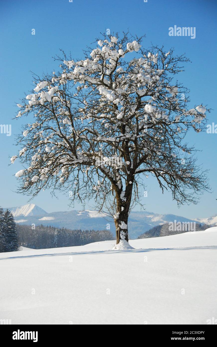 Schneebedeckter Baum mit Umgebung Foto de stock