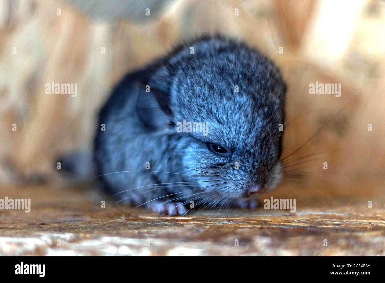 Primer Plano De Chinchilla Gris Bebe Sentado En Un Estante De Madera Adorable Y Linda Mascota Fotografia De Stock Alamy