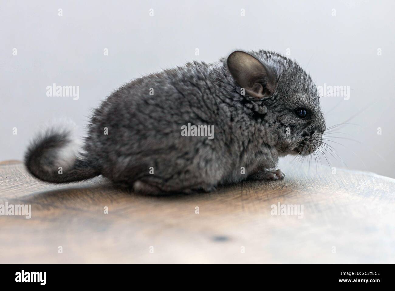 Chinchilla Gris Bebe Sentada En Una Rebanada De Madera Marron Adorable Y Linda Mascota Fondo Primer Plano Fotografia De Stock Alamy