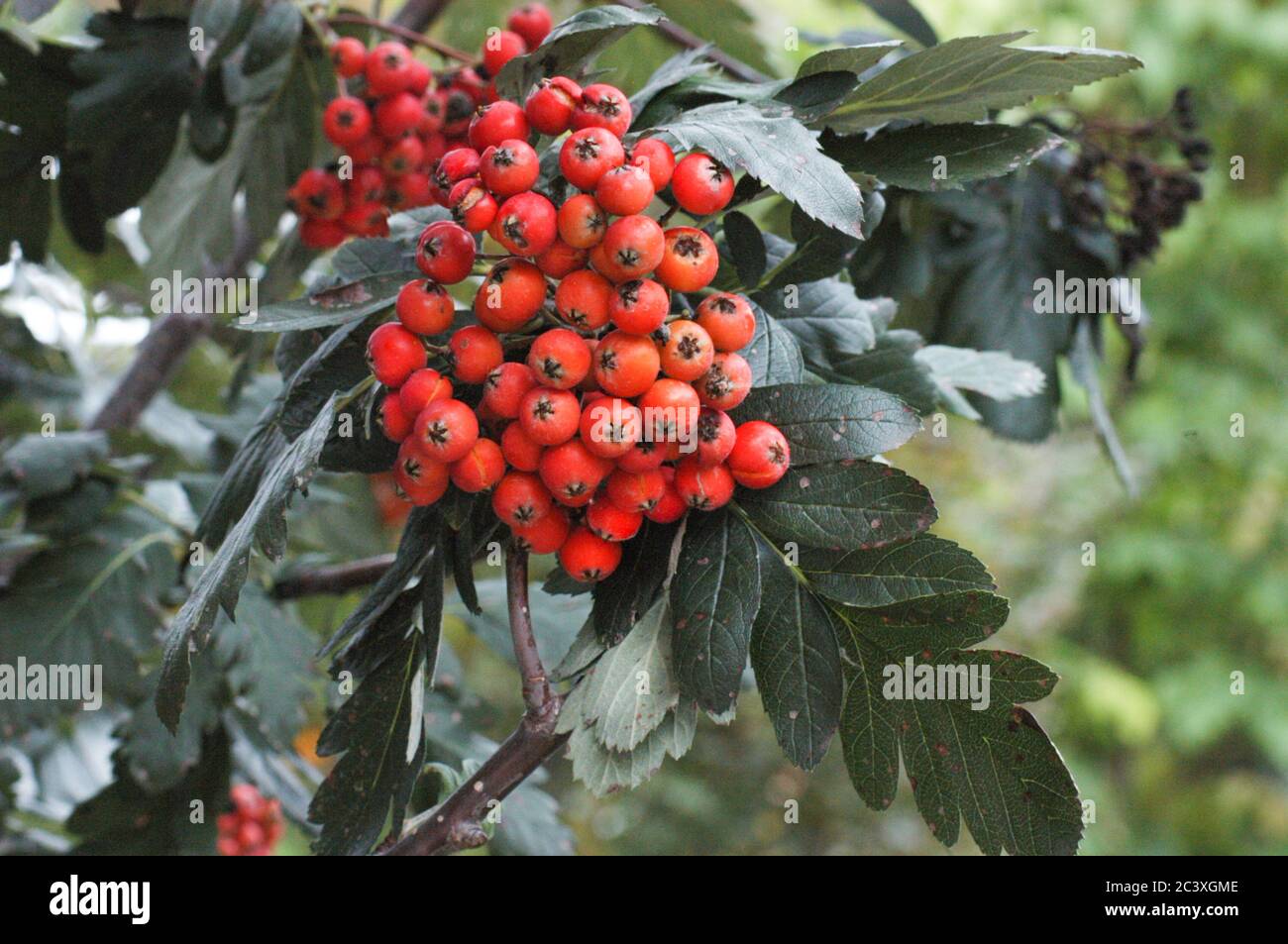 Sorbus, Sorbus hybrida, hoja de roble de la montaña Ash, bayas de fresno, híbrido Foto de stock