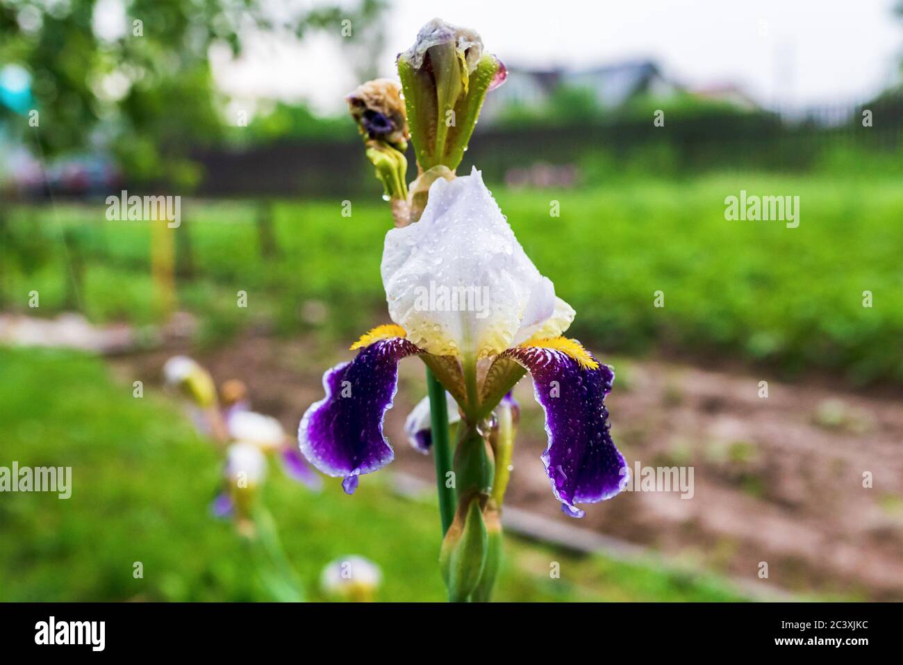 Flores de iris en el jardín después de la lluvia. Blanco y púrpura. Foto de alta calidad Foto de stock