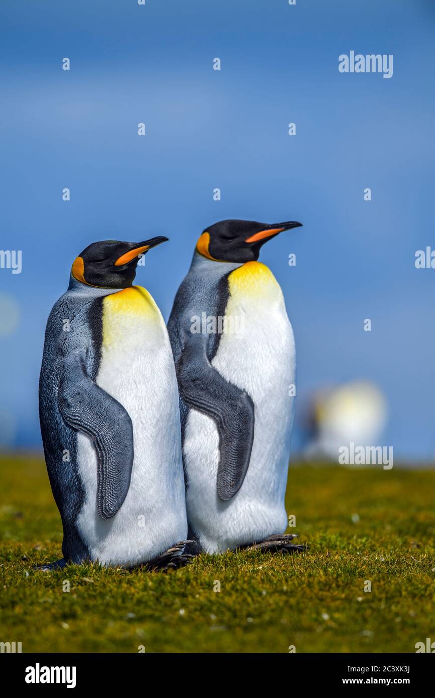 Pingüino rey (Aptenodytes patagonicus), punto Voluntario, este de las Islas Malvinas Foto de stock