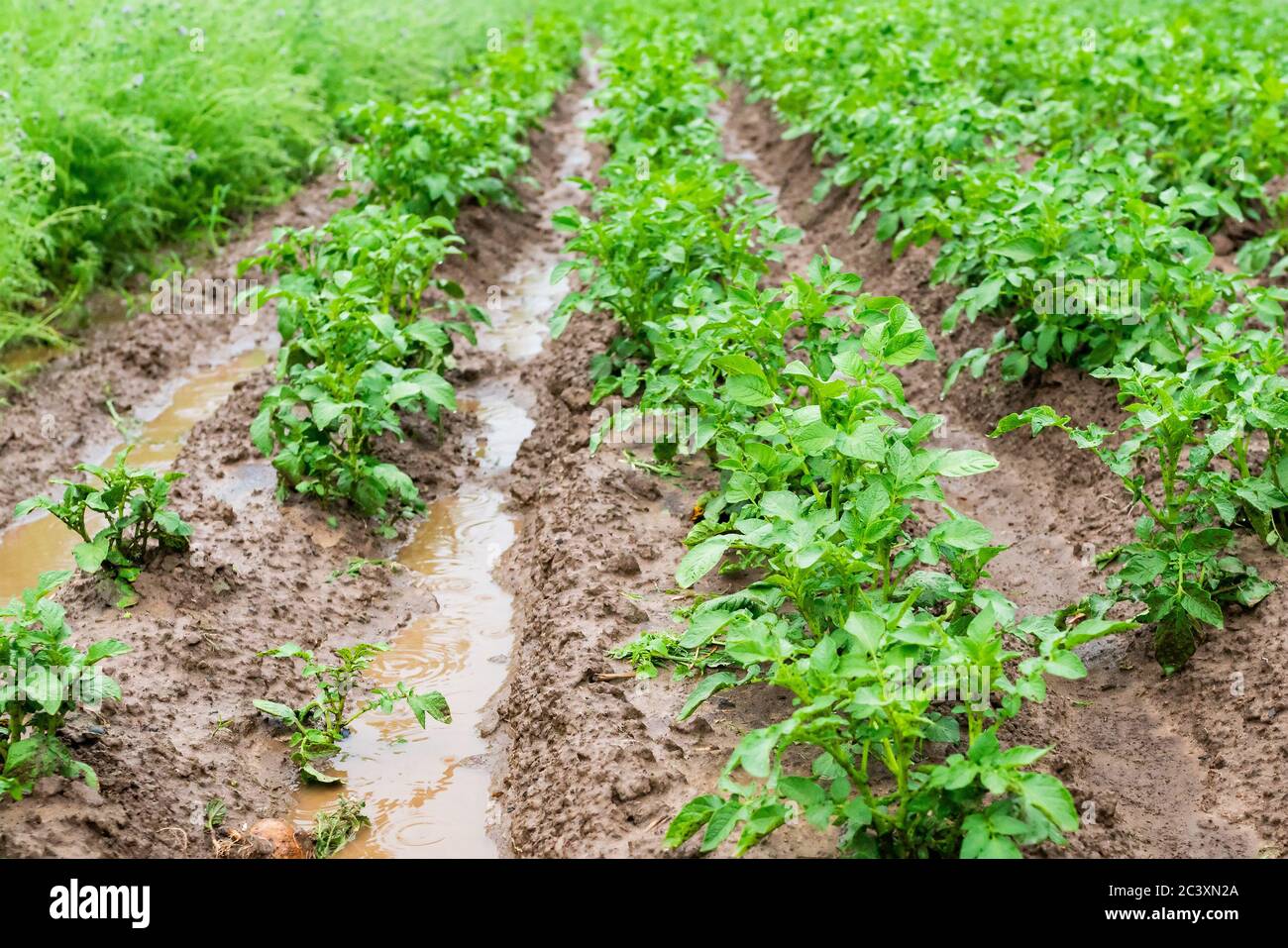 Patatas en surcos con agua después de la lluvia intensa. Desastre agrícola. Inundación. Foto de alta calidad Foto de stock