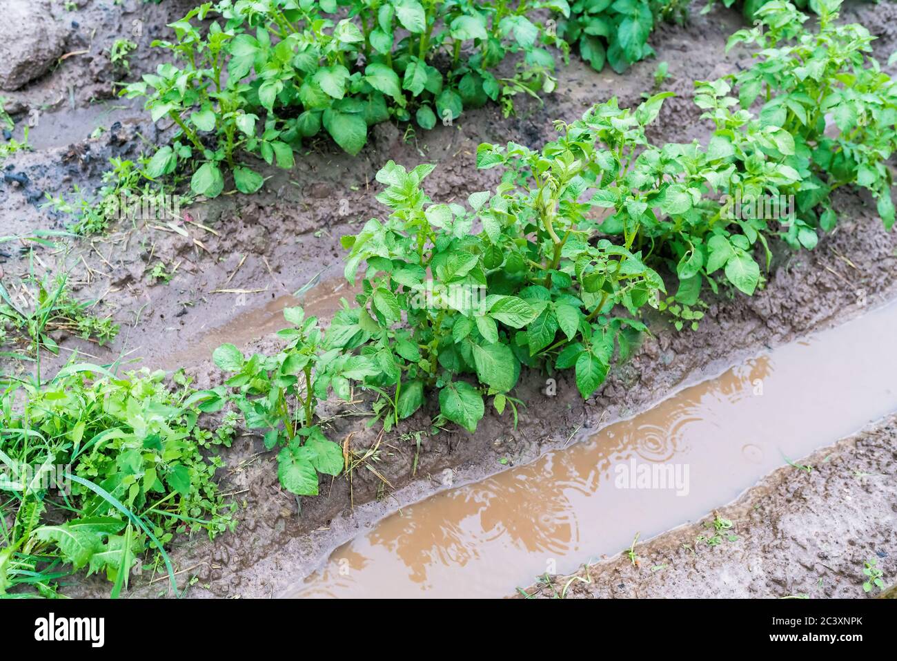 Patatas en surcos con agua después de la lluvia intensa. Desastre agrícola. Inundación. Foto de alta calidad Foto de stock