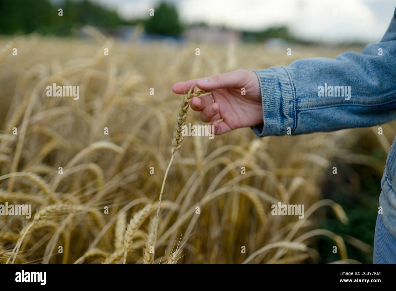 Rusia, Omsk, cerca de la mano de la mujer tocando las orejas de trigo en el campo Foto de stock