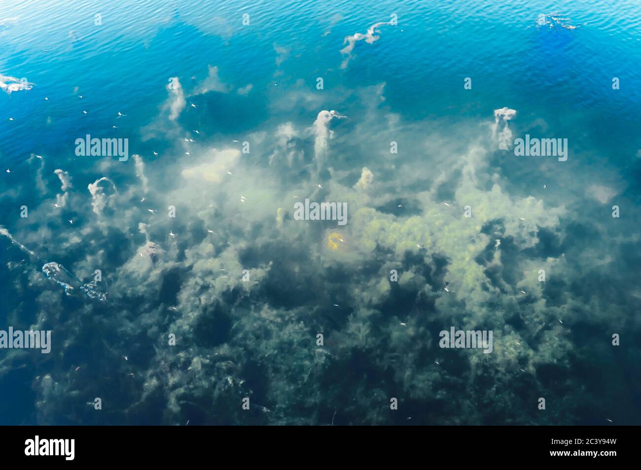 Fondo azul marino profundo. Textura y color de patrón abstracto. Organismos acuáticos sea Life telón de fondo. Elementos de diseño de fondos de pantalla naturales Fotografía de stock - Alamy Fondo azul marino profundo. Textura y color de patrón abstracto. Organismos acuáticos sea Life telón de fondo. Elementos de diseño de fondos de pantalla naturales Fotografía de stock - Alamy
