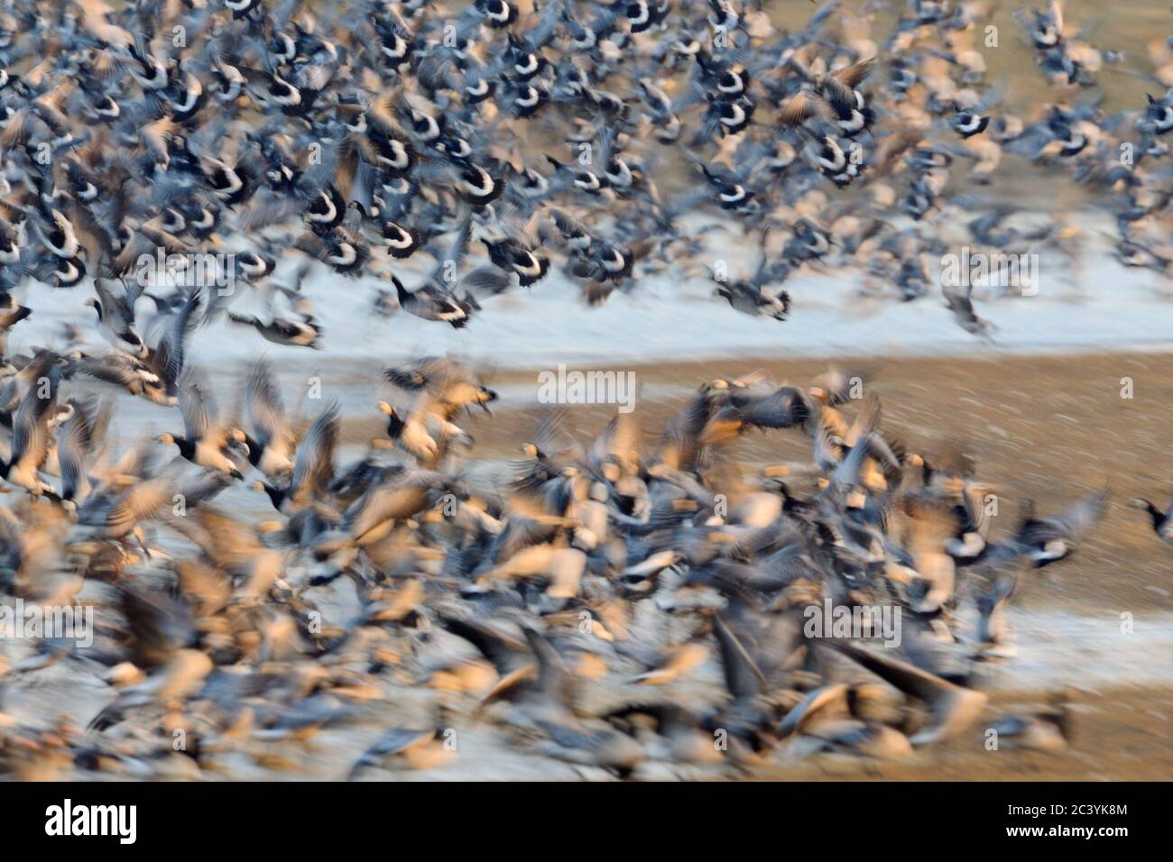 Ganacle Geese ( Branta leucosis ), gran rebaño, masas, despegar temprano en la mañana en el caos salvaje de la laguna de roosting para la alimentación, la fauna, Europ Foto de stock
