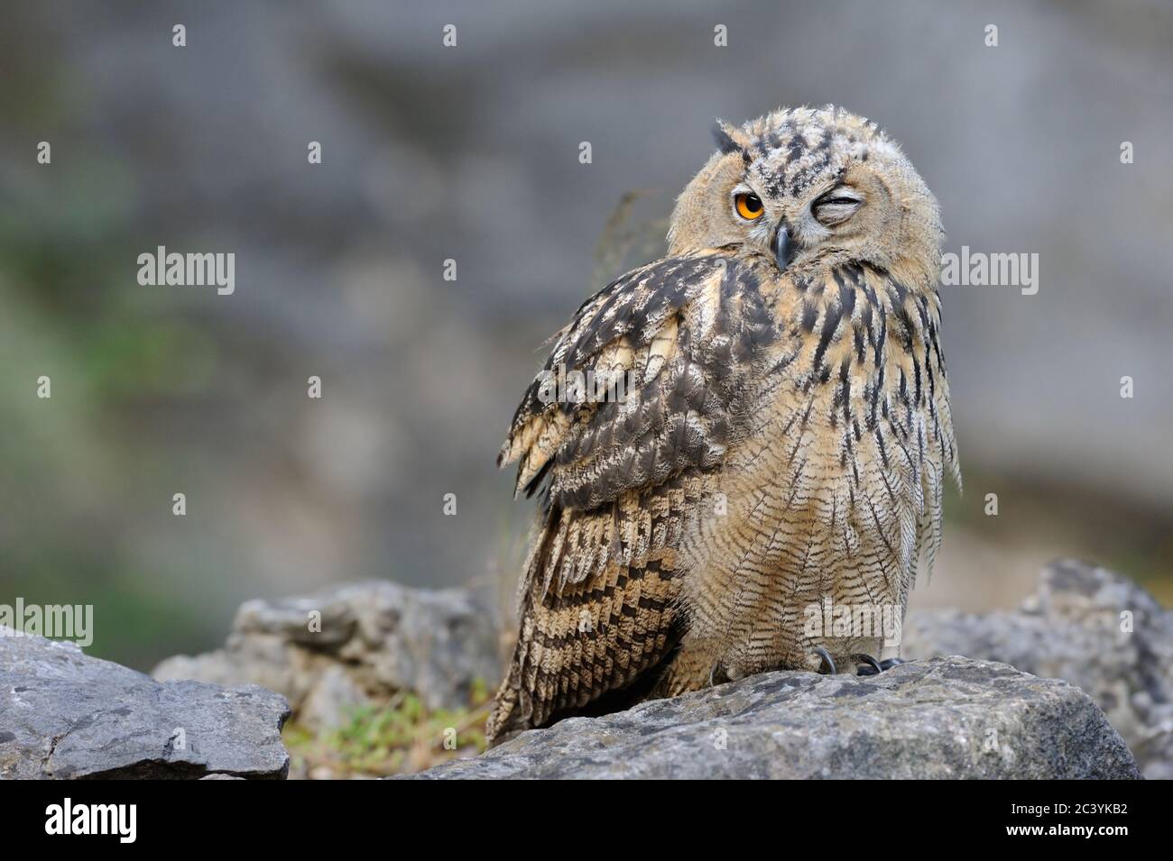 Búho de águila euroasiática ( bubo bubo ), búho joven, encaramado en una roca, ojo parpadeante, vista frontal, se ve divertido, humor, vida silvestre, Europa. Foto de stock