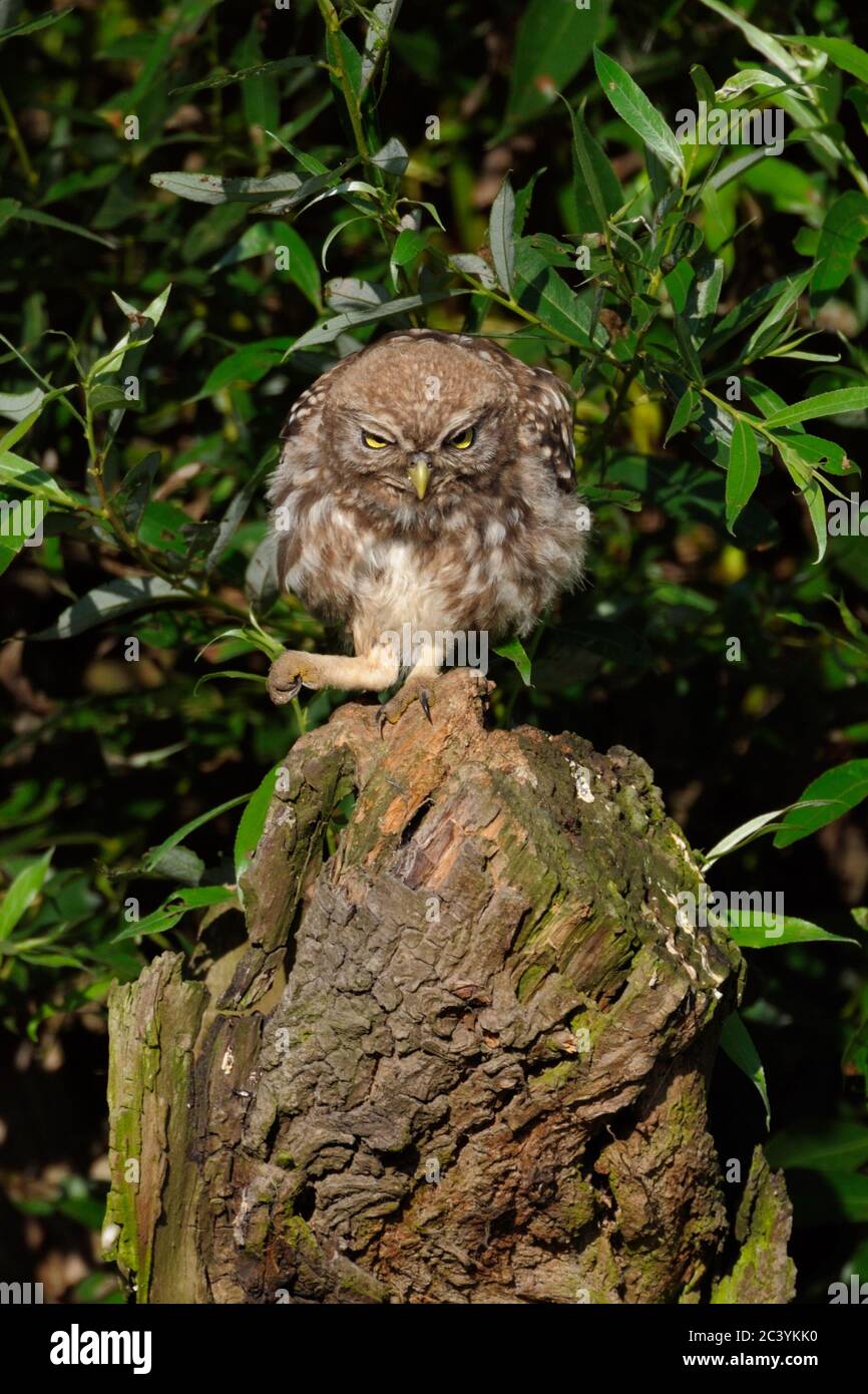 Little Owl / Minervas Owl ( Athene noctua ) encaramado en la parte superior de un sauce pollard, se ve enojado, poner su pie, animal divertido, la vida silvestre, Europa. Foto de stock