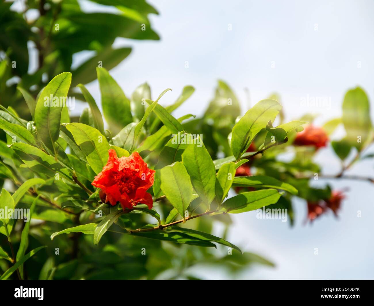 Rama de un árbol flor roja fotografías e imágenes de alta resolución - Alamy
