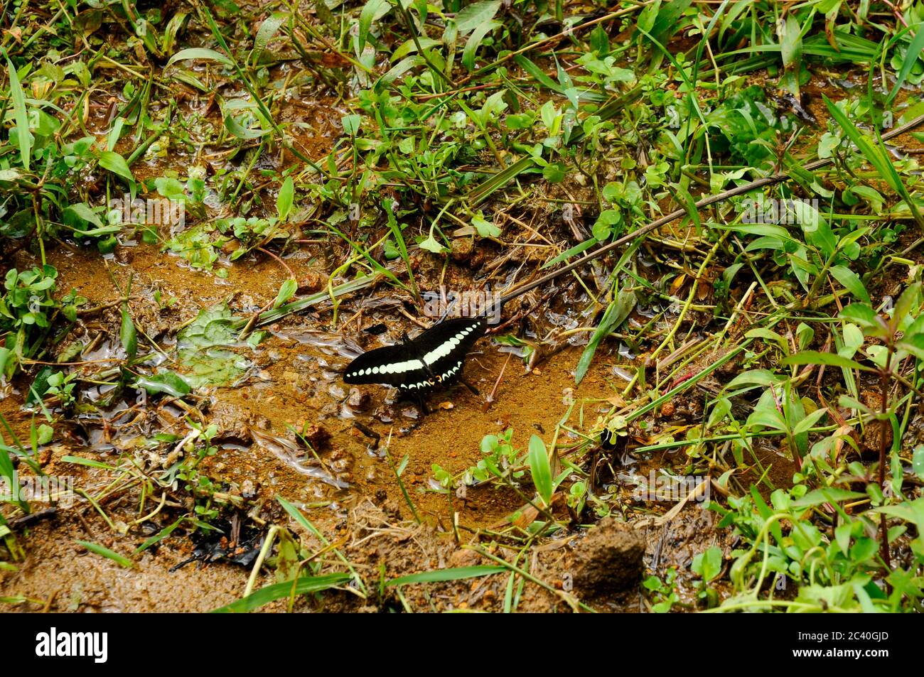 Mariposa tropical hermosa Swallowtail con bandadas (Papilio demolion) Foto de stock