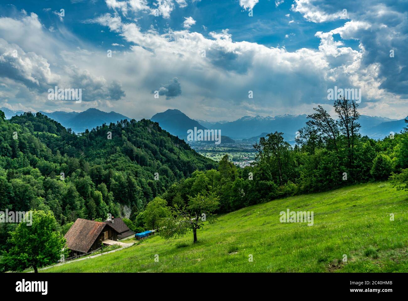 Aussicht von Orsanka nach Feldkirch, vista desde Orsanka a Feldkirch, Vorarlberg, Austria, allein stehender Kirschbaum auf der Wiese, Hügel und Berge Foto de stock