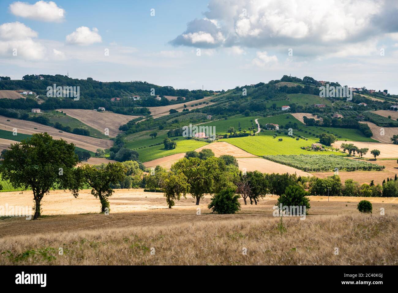Región de las Marcas, colinas cultivadas en verano, pradera, trigo y campos verdes. Italia Foto de stock